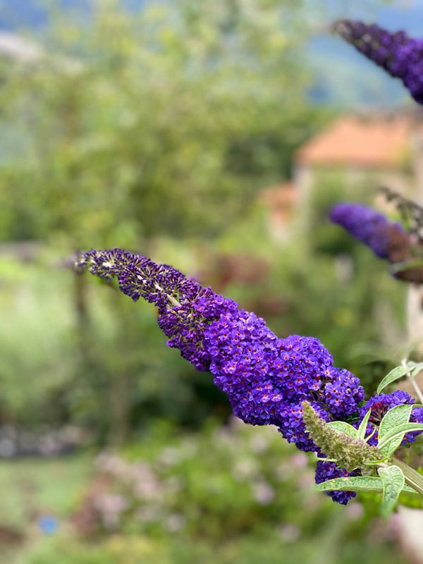 Jardin-tintoreo-Cursos-de-Tintes-Naturales-en-The-Dyers-House-I