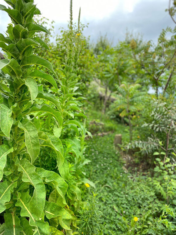 Jardin-tintoreo-Cursos-de-Tintes-Naturales-en-The-Dyers-House-II